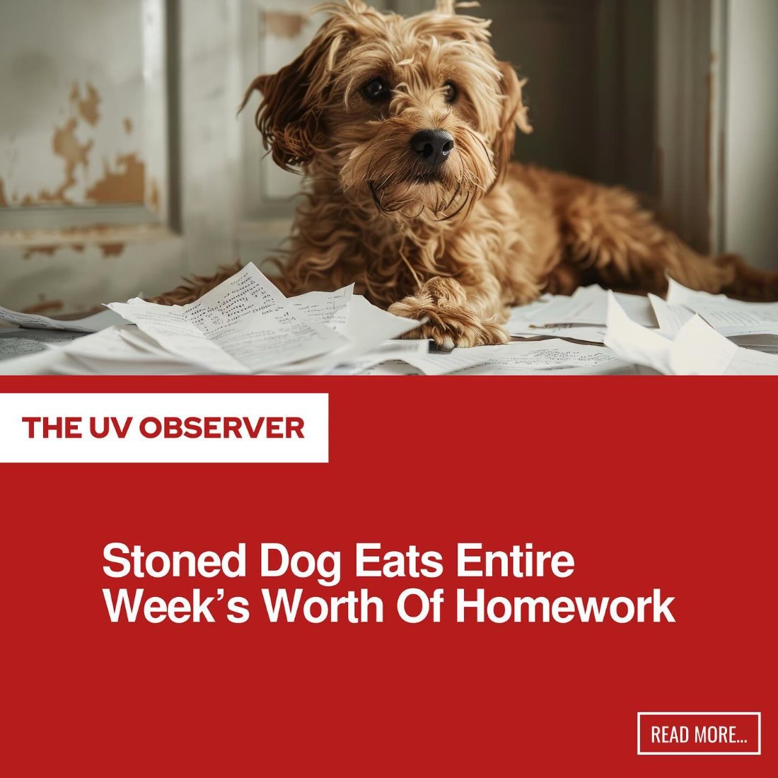 Stoned Dog Eats Entire Week’s Worth Of Homework